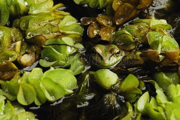 Frog in the aquatic vegetation of New Caledonia