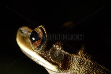 Tree Frog Night Reserve Pacaya-samiria Peru
