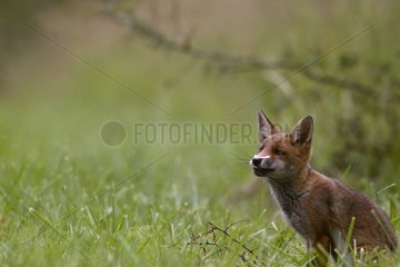 Fox Cub  gestört durch eine Feder auf der Schnauze in Lorraine