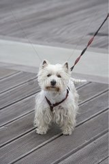 West Highland White Terrier in der Leine Frankreich abgehalten