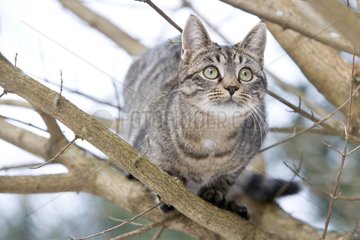 Tabby cat in forest Oberbruck Haut Rhin