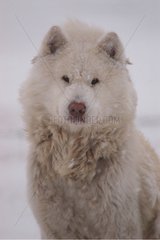 Portrait of Canadian Eskimo Dog in the Canada tundra