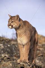 Mountain lion on a rock in the Montana