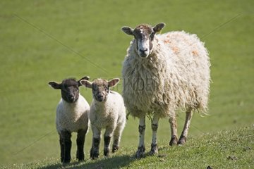 Masham ewe sheep with twin lambs in green field Cotswolds