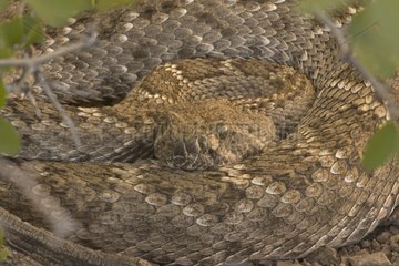 Western Diamondback Rattlesnake Arizona USA