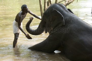 Mahout washing a Elephant Kappuladu Center Kerala India