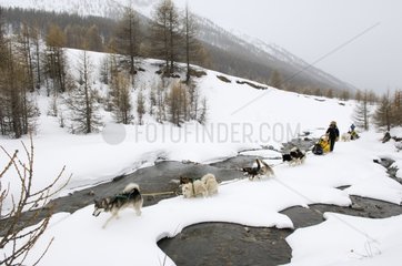 Children sleigh pulled by dogs Queyras Alps France