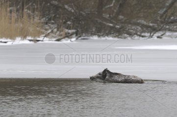 Eurasian Wild Pig in a backwater of the Rhine to Rinhau