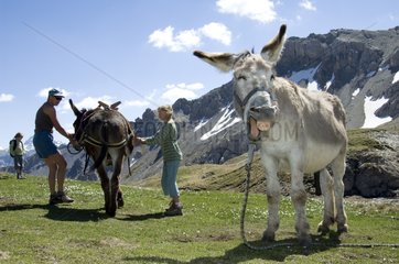 Mountain hiking with donkeys Queyras Alps France