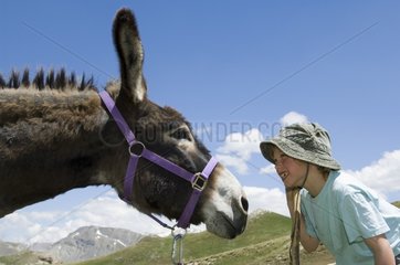 Donkey pack against a boy Queyras Alps France