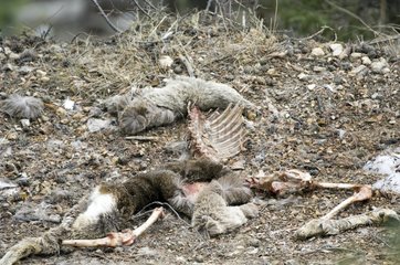 Rest Roe Deer killed and eaten by wolves Queyras France