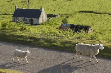 Sheep on the road to Applecross Kalnakil Highland Scotland