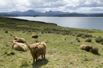 Highland Cows at Loch Gairloch Highland Scotland