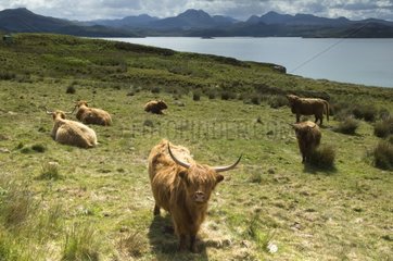 Highland Cows at Loch Gairloch Highland Scotland