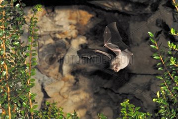Lesser Horseshoe Bat flying in the region Burgey France
