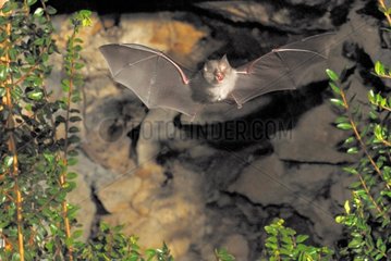 Lesser Horseshoe Bat flying in the region Burgey France