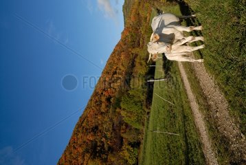 Cow and calf in autumn roadside France