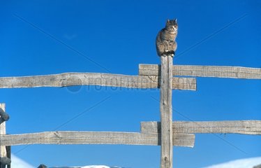 Cat sitting on a wooden fence Lombardy Italy Alps