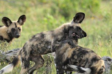 Games between young African wild dog Botswana
