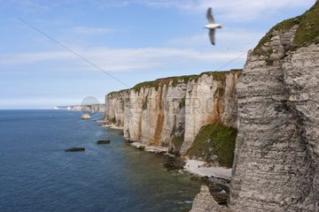The cliffs of Etretat in spring France