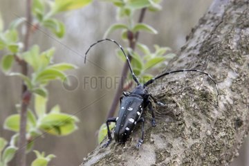 Asian longhorn beetle on a tree trunk France