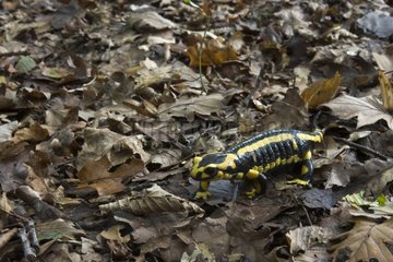 Salamander in undergrowth in a forest park Franc