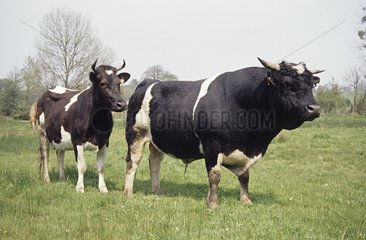 Cow and bull Bretonne Pie Noire in a meadow Britain France