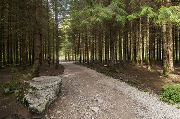 On the trail of the cascades of Hedgehog in the Jura France