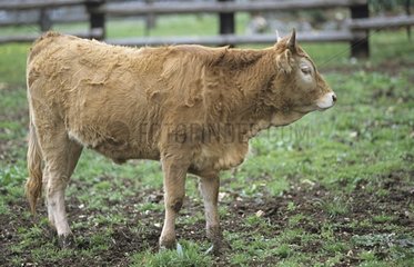 Bearnaise calf standing in an enclosure France