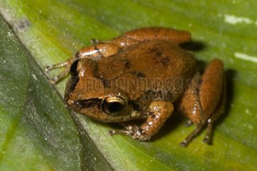 Lesser Antillean whistling frog on a leaf Guyana