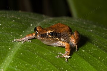 Lesser Antillean whistling frog on a leaf Guyana
