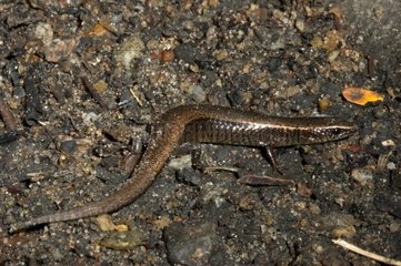 Lizard on the ground in Guyana