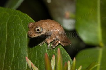 Young Frog transformed Guyana