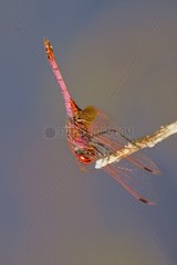 Dragonfly on a twig Cote d'Azur France