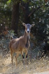 Mouflon female in the bush area Fenouillet France