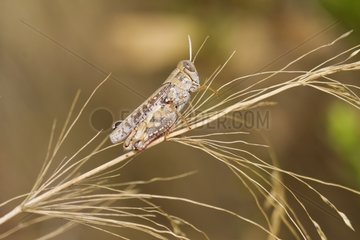 Italian locust on dried grass Massif des Maures France