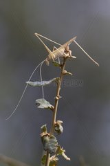 Grasshopper in the bush Massif des Maures France
