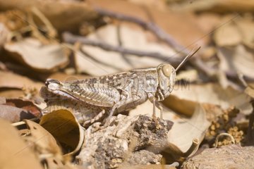 Italian locust on dried leaves Massif des Maures France