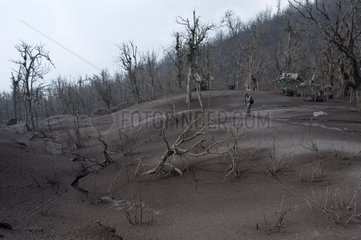 Devastated forest Eruption of Pacaya volcano Guatemala