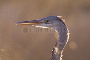 Portrait of Juvenile Grey Heron Pond Pesquiers France