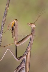 Praying Mantis on a twig Massif des Maures France