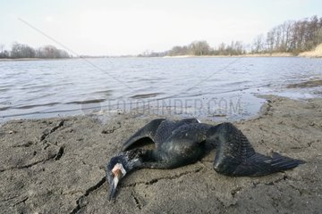 Dead cormorant failed on the bank of a pond France