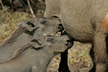 Young Warthogs sucking Djoudj National Bird Sanctuary