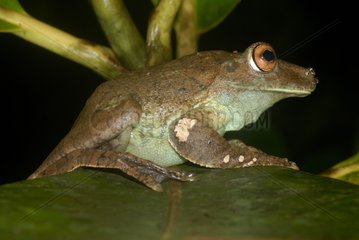 Gladiator tree frog on leaf French Guiana