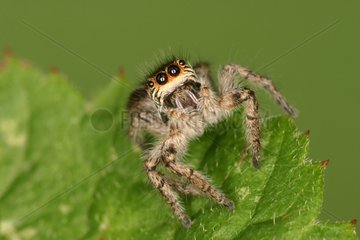 Jumping Spider Sieuras Ariège France