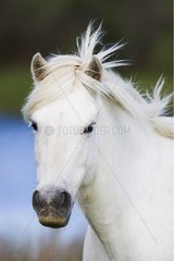 Close up of head of a White Camargue horse Camargue