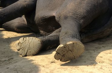 Aktualisieren Sie die Hinterbeine eines asiatischen Elefanten