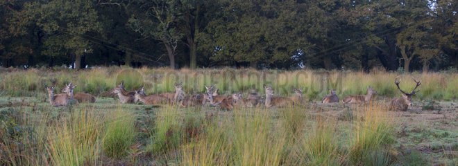 Red Deers laying on the ground in autumn - GB