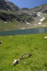 Widder -Kadaver verschlingt von Wölfen italienischen Alpen