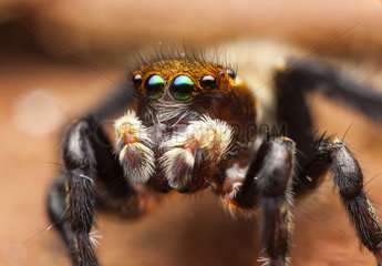 Australian Jumping spider - Australia